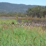 Flock of magpie geese, Hasties Swamp