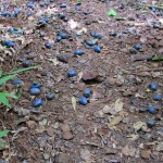 Cassowary plums abound at JIndalba, Daintree National Park