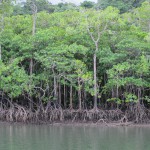 Trees on stilts in the swamp