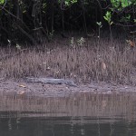 Juvenile crocodile eyes our boat on Cooper Creek