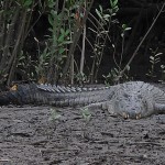 A female estuarine crocodile grins back