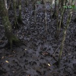Moody, muddy mangrove swamp
