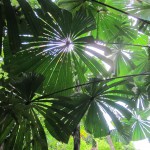 Splendid umbrella-fan palms along the Dubuji walk