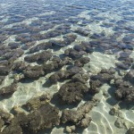 Stromatolites of Sharks Bay