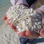 Cockles instead of sand at Shell Beach