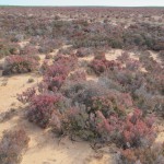 Saline plants of the birrida, Francois Peron