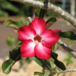 Desert Rose, symbol of the Northern Territory