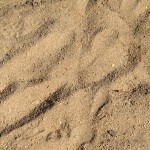 Looking down to see wallaby tracks