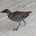 Buff banded rail on deck!