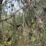 Noddies nesting in every nook