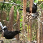 White crested noddies on Lady Elliot Island