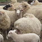 Sheep awaiting milking on Kangaroo Island