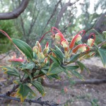 Blooms at the Botanic Garden, Perth