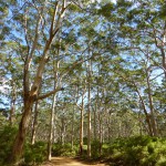 Karri tree forest