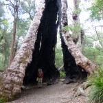 Giant tingle tree