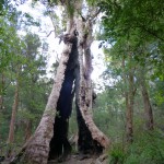 Giant tingle tree