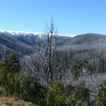 Spectral landscape of charred eucalyptus trees near Falls Creek