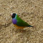 Rare Gouldian Finch, Mareeba Wetlands