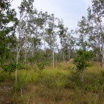 Savannah at Mareeba