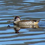 Pink-eared duck, Hasties Swamp