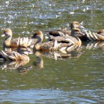 Showy plumed whistling ducks, Hasties Swamp