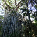 The Curtain Fig, Atherton