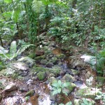 Forest walk, Jindalba, Daintree National Park