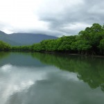 Cooper Creek, Daintree National Park