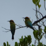 Rainbow Bee-eaters, Cooper Creek, Daintree