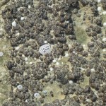 Fresh air bubbling from stromatolites