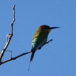 We eye a rainbow bee-eater on the Esplanade, Darwin