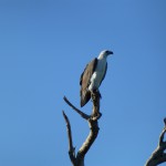 A sea-eagle patrols the waters of Kakadu