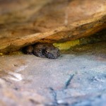 Tiny frog in crevices of the river wall