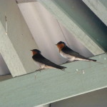 Welcome swallows greet lookout visitors