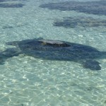 A green turtle awaits the high tide in the lagoon.