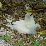 Red-tailed tropicbird with fuzzy chick
