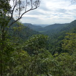 Rainforest landscape north of Glass House mountains