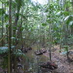 Within the rainforest at Mary Cairncross preserve