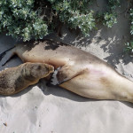 Feeding time at Seal Bay