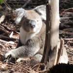 A koala hunts for the perfect tree