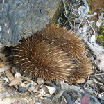 Burrowing golden echidna on the Rocky River walk