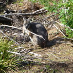 One of many wallabies on the Rocky River walk