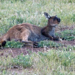 Kangaroo nap at Stokes Bay, Kangaroo Island