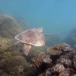On the reef with a green sea turtle