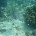 Gliding with a sting ray