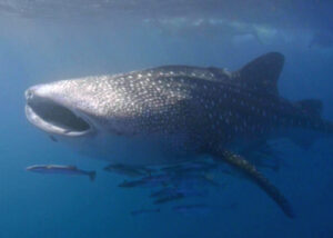 Our large swim friend, the whale shark, on the Coral Coast