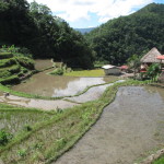 Rice terraces of Batad including fallow pools