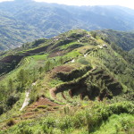Vegetable terraces climbing the mountaintops
