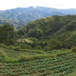 Cabbages grow on the terraces