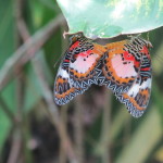 Pair of butterflies doing "boom-boom" for hours at the preserve